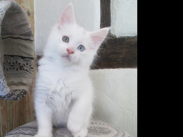 Chatons Maine Coon LOOF acheter vendre
