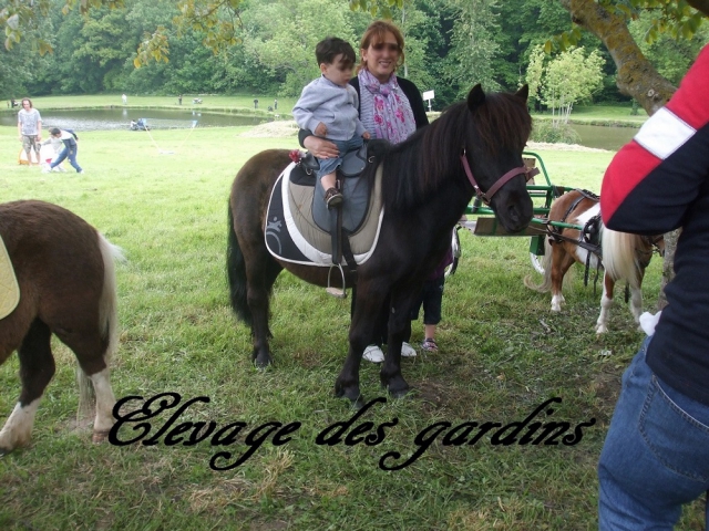 zorro poney B tout niveaux  acheter vendre