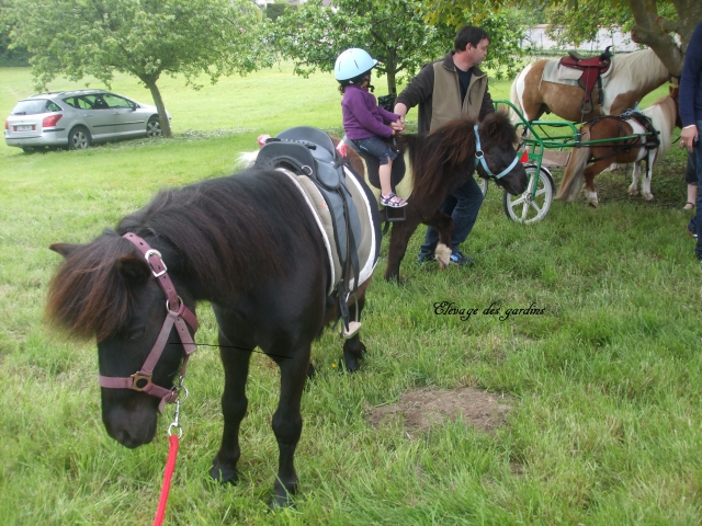 zorro poney B tout niveaux  acheter vendre