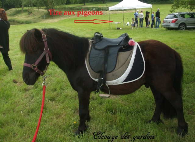 zorro poney B tout niveaux  acheter vendre